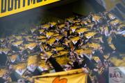 3-liga-borussia-dortmund-sg-dynamo-dresden-85