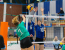volleyball sv bad laer braunschweig  